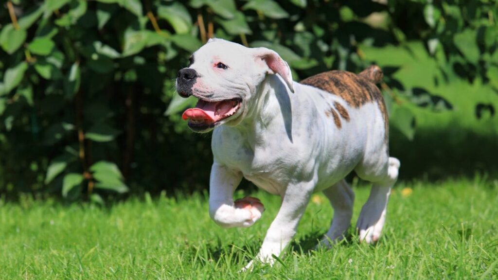 American Bulldog