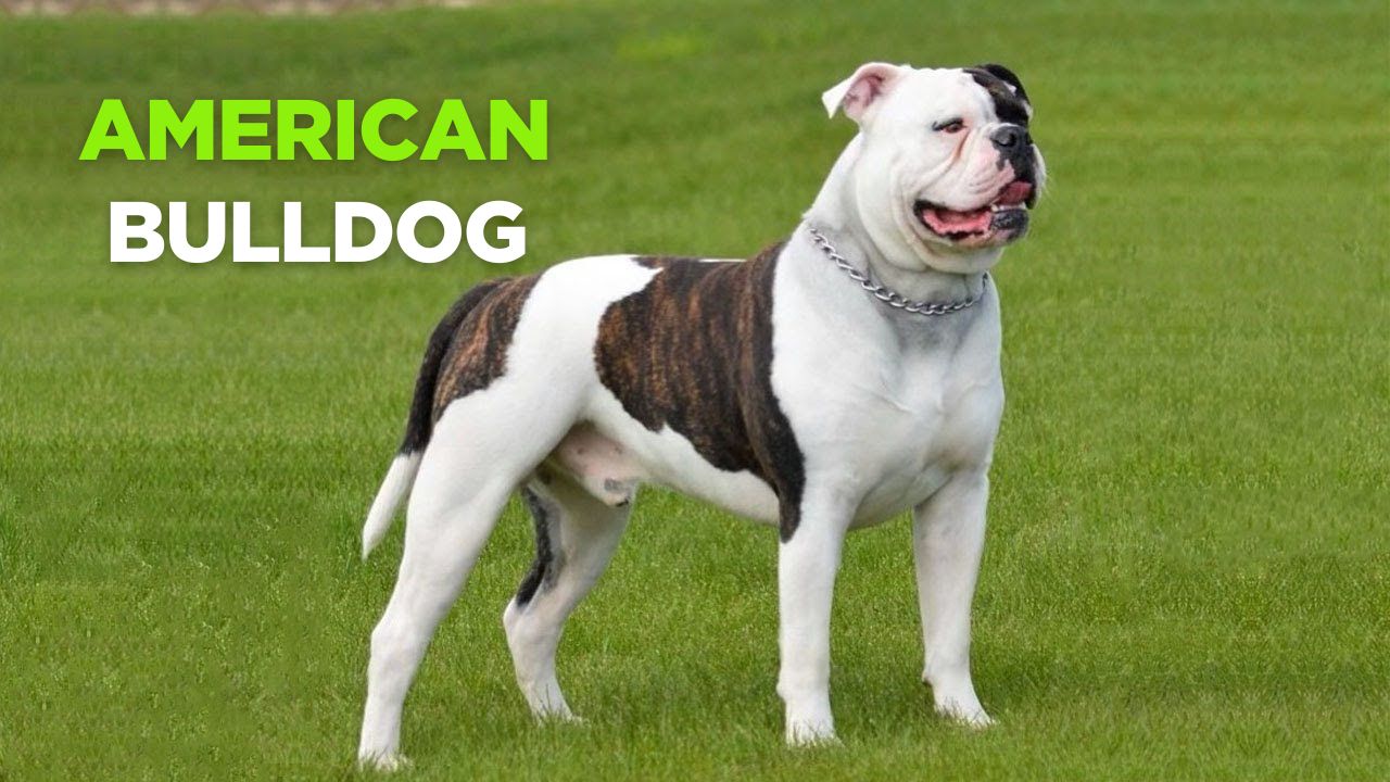 American Bulldog
