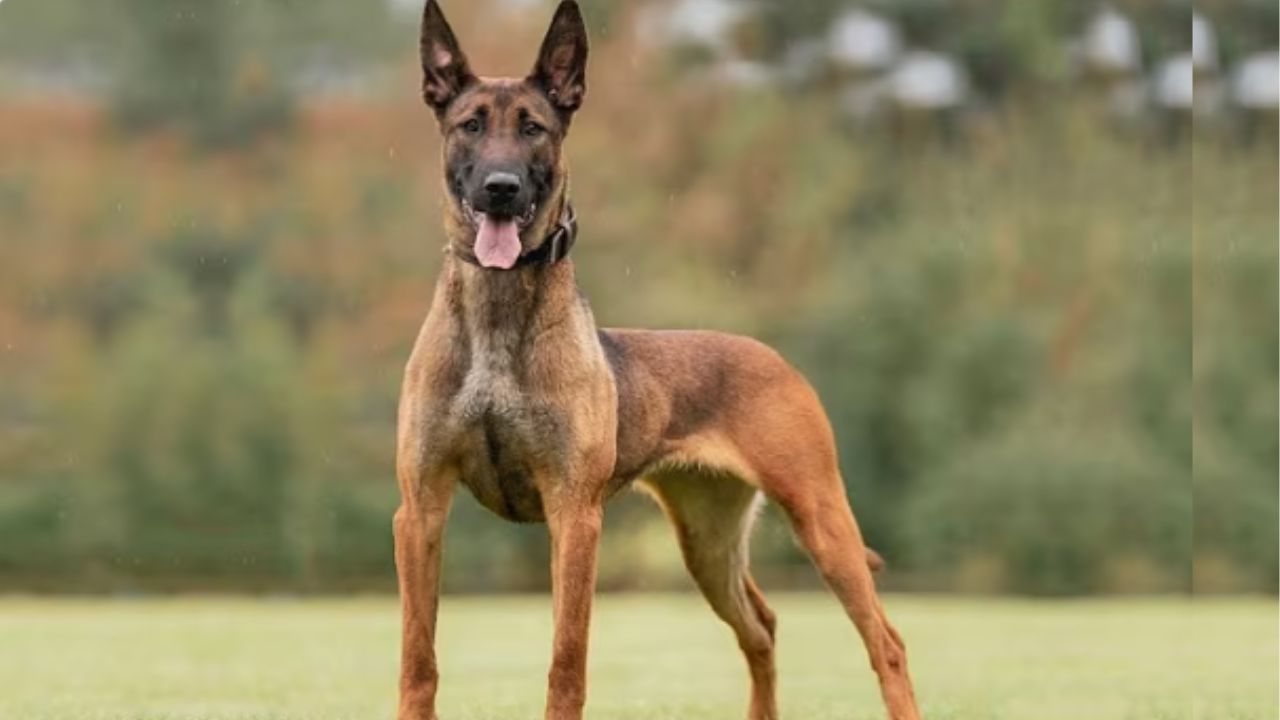 Belgian Malinois
