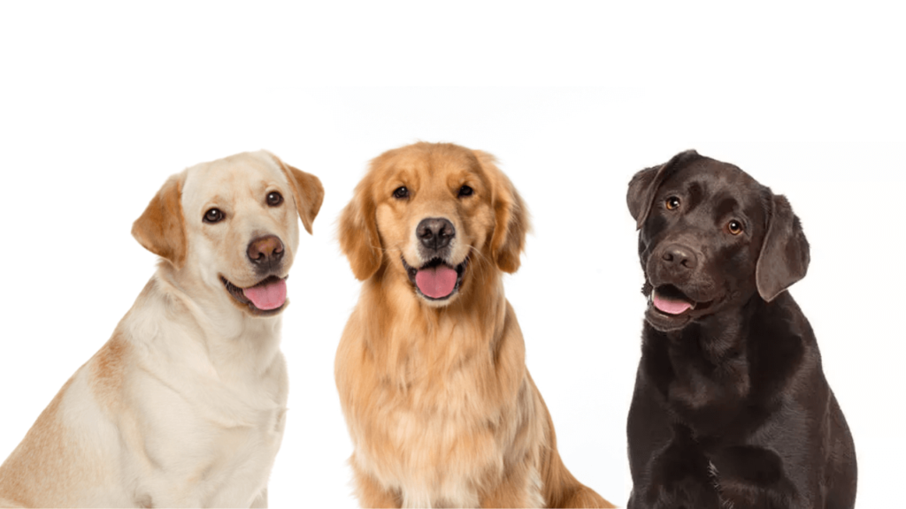 Labrador Retrievers