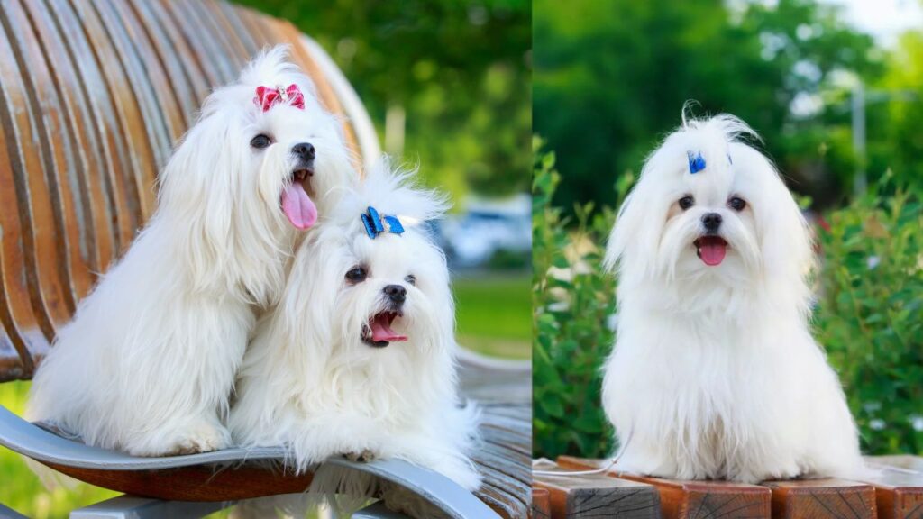 Maltese Dog Breed Diet and Nutrition