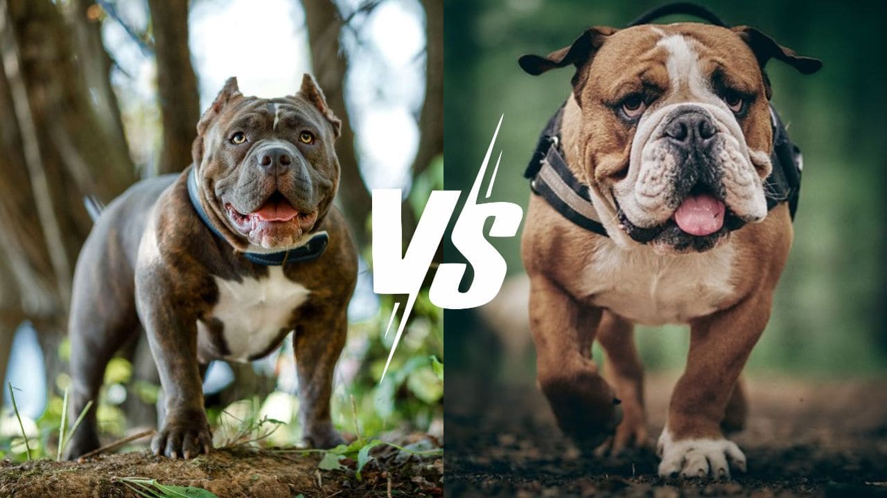 Pitbull Vs Bulldog - What's The Difference