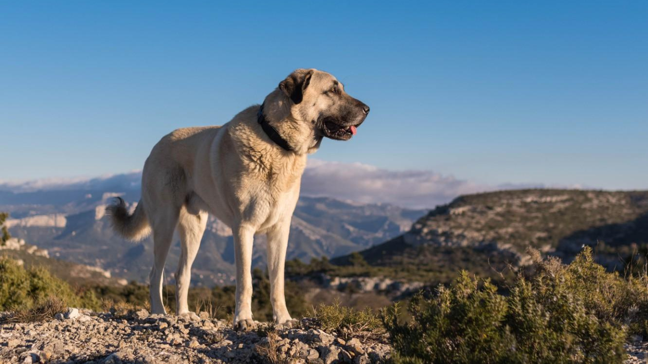 Kangal Dog: The Loyal Guardian of Livestock and Legend of Turkey