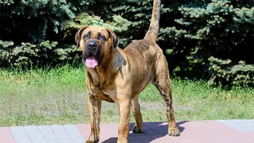 Presa Canario Dog Breeds