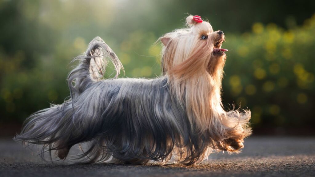 Yorkshire Terrier