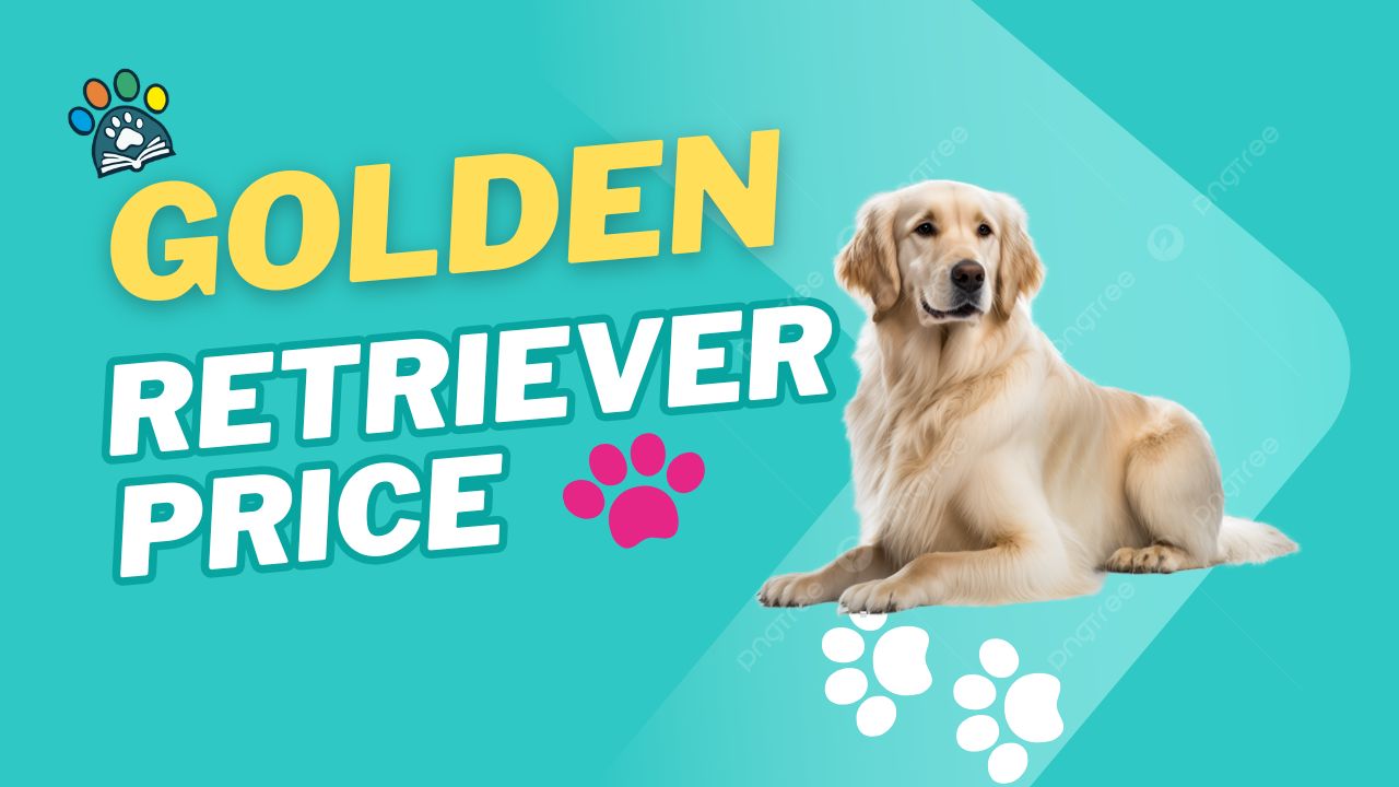 Golden Retriever Price Around the World