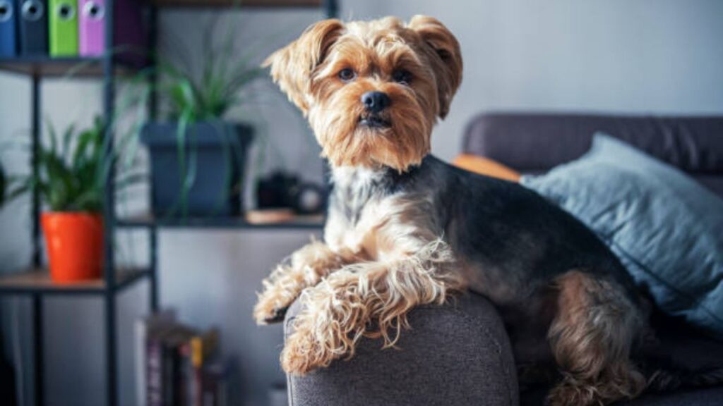Yorkshire Terrier Dog Breed Information