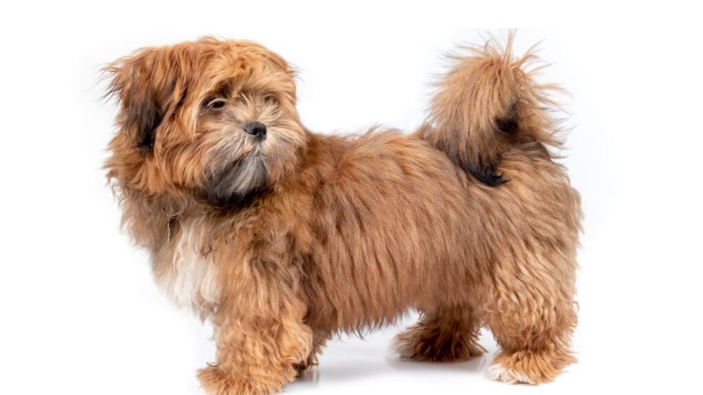 What is a Zuchon Dog Breed?