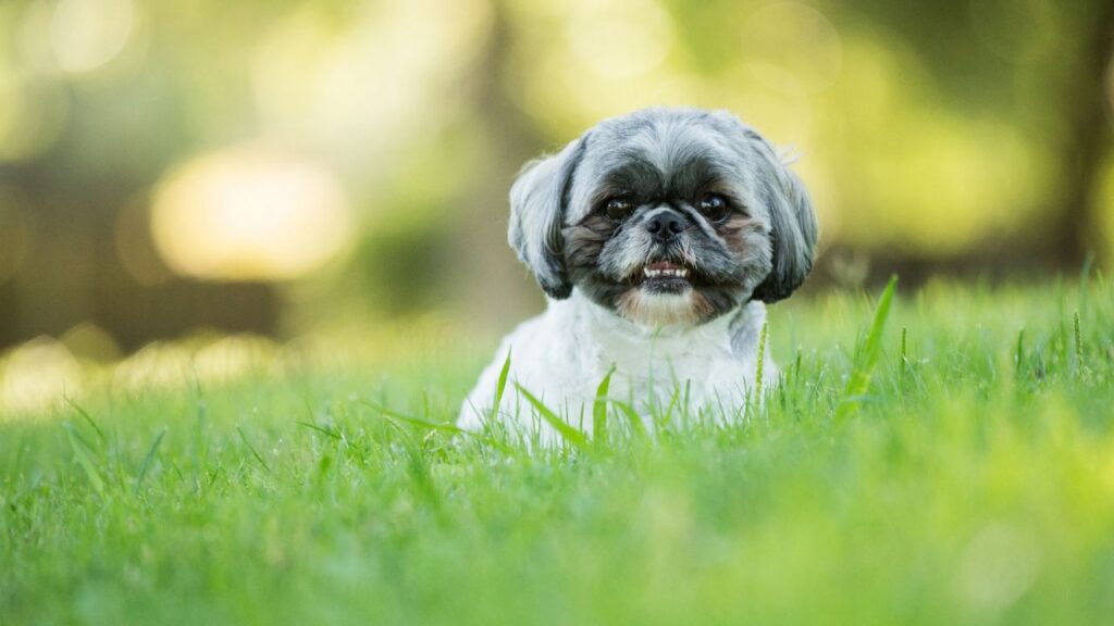 What is a Zuchon Dog Breed?