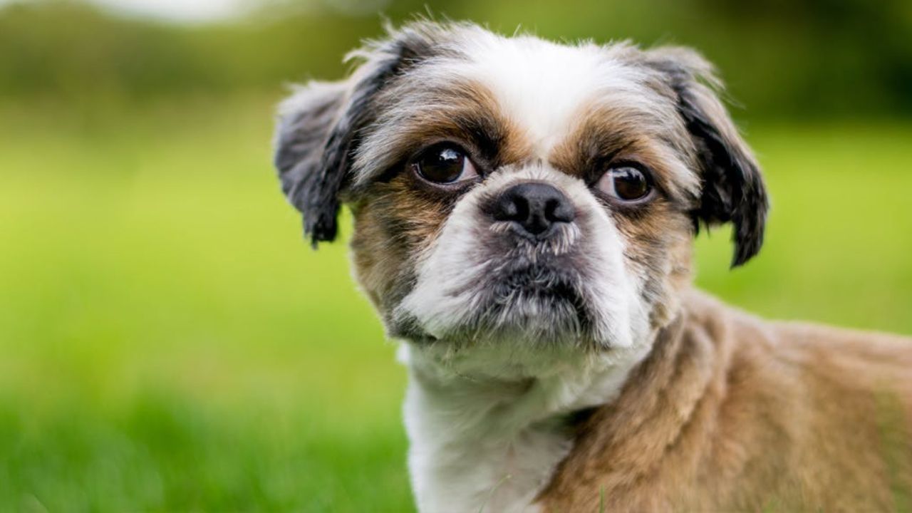 What is a Zuchon Dog Breed?