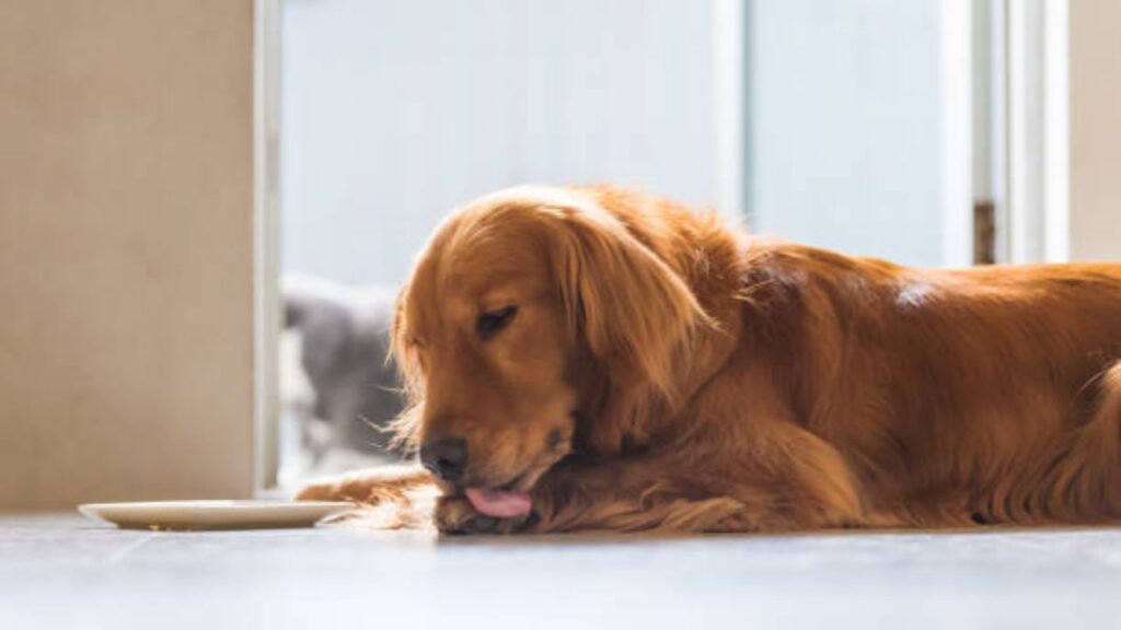 Why Do Dogs Lick Their Paws